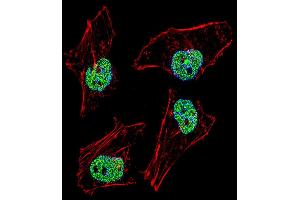 Fluorescent confocal image of Hela cell stained with NFYB Antibody (N-term). (NFYB anticorps  (N-Term))