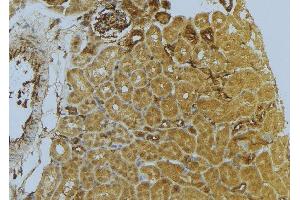 ABIN6273039 at 1/100 staining Mouse kidney tissue by IHC-P. (D2HGDH anticorps  (C-Term))