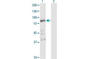 Western Blot analysis of ZNF287 expression in transfected 293T cell line by ZNF287 monoclonal antibody (M11), clone 3E12. (ZNF287 anticorps  (AA 231-330))