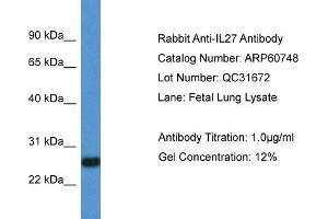 Western Blotting (WB) image for anti-Interleukin 27 (IL27) (C-Term) antibody (ABIN2788559)