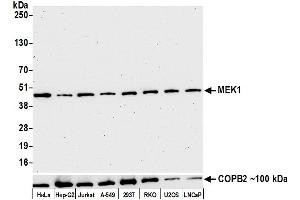 Western Blotting (WB) image for anti-Mitogen-Activated Protein Kinase Kinase 1 (MAP2K1) (AA 1-50) antibody (ABIN7453324)