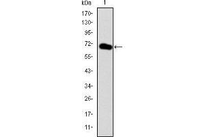Western blot analysis using GATA5 mAb against human GATA5 (AA: 168-391) recombinant protein. (GATA5 anticorps)