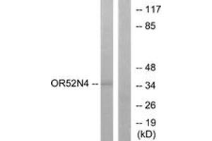 Western Blotting (WB) image for anti-Olfactory Receptor, Family 52, Subfamily N, Member 4 (OR52N4) (AA 272-321) antibody (ABIN2890940) (OR52N4 anticorps  (AA 272-321))