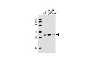 Western Blot at 1:2000 dilution Lane 1: MCF-7 whole cell lysate Lane 2: HepG2 whole cell lysate Lane 3: PC-3 whole cell lysate Lysates/proteins at 20 ug per lane. (PSME2 anticorps  (AA 61-91))
