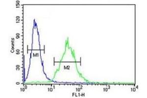 CEBPB antibody flow cytometric analysis of 293 cells (green) compared to a negative control (blue). (CEBPB anticorps  (AA 271-298))