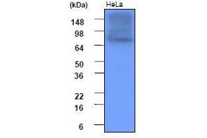 Western Blotting (WB) image for anti-Heat Shock Protein 90kDa alpha (Cytosolic), Class A Member 1 (HSP90AA1) (AA 1-732), (N-Term) antibody (ABIN317532) (HSP90AA1 anticorps  (N-Term))