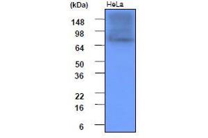 Western Blotting (WB) image for anti-Heat Shock Protein 90kDa alpha (Cytosolic), Class A Member 1 (HSP90AA1) (AA 1-732), (N-Term) antibody (ABIN317532)