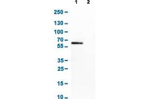 Western Blot analysis of Lane 1: CACO-2 and Lane 2: U-87 cell lysates with OCLN monoclonal antibody, clone CL1555 . (Occludin anticorps  (AA 282-415))