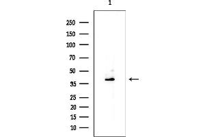 Western blot analysis of lysates from Mouse liver, using CREB Mouse Monoclonal Antibody at 1/1000 dilution.