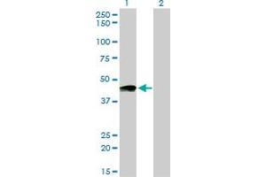 Image no. 1 for anti-Prostacyclin Receptor (PTGIR) (AA 296-387) antibody (ABIN465964) (Prostacyclin Receptor anticorps  (AA 296-387))
