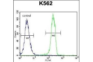 CT45A1 Antibody (N-term) (ABIN655225 and ABIN2850481) flow cytometric analysis of K562 cells (right histogram) compared to a negative control cell (left histogram). (CT45A1 anticorps  (N-Term))