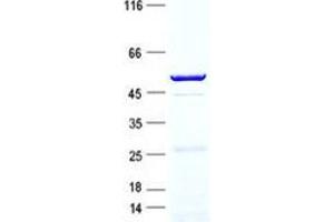 Validation with Western Blot (Cathepsin G Protein (CTSG) (GST tag,His tag))