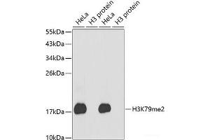 Western blot analysis of extracts of various cell lines using DiMethyl-Histone H3-K79 Polyclonal Antibody. (Histone 3 anticorps  (2meLys79))