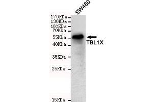 Western blot detection of TBL1X in S cell lysates using TBL1X mouse mAb (1:1000 diluted). (TBL1Y anticorps)