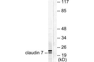 Western Blotting (WB) image for anti-Claudin 7 (CLDN7) (C-Term) antibody (ABIN1848470) (Claudin 7 anticorps  (C-Term))