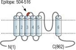 Representative domain view of the target of ABIN7885588.
