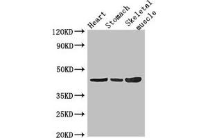 Western Blot Positive WB detected in: Mouse heart tissue, Mouse stomach tissue, Mouse skeletal muscle tissue All lanes: ZNF707 antibody at 3. (ZNF77 anticorps  (AA 51-369))