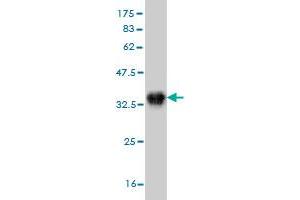 Western Blot detection against Immunogen (35. (Aurora Kinase B anticorps  (AA 1-90))