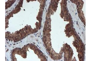 Image no. 7 for anti-Proteasome Subunit alpha 6 (PSMA6) antibody (ABIN1500463)