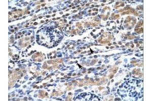 Image no. 1 for anti-Transcription Elongation Factor SPT5 (SUPT5H) (AA 892-941) antibody (ABIN6735860)