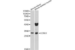 Western blot analysis of extracts of various cell lines, using CCNG1 antibody (ABIN1876480) at 1:1000 dilution. (Cyclin G1 anticorps)