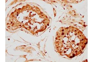 IHC image of nphHU diluted at 1:20 and staining in paraffin-embedded human testis tissue performed on a Leica BondTM system. (H2AFX anticorps  (AA 130-142))