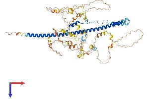AlphaFold protein structure predicition of Human Recombinant NCOA4 Protein, UniprotID Q13772