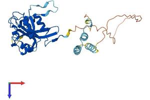 AlphaFold protein structure predicition of Mouse Recombinant Aagab Protein, UniprotID Q8R2R3