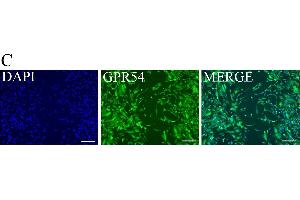 KP inhibits trophoblast migration.