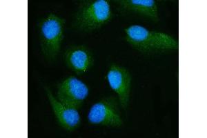 IF analysis of RALBP1 using anti-RALBP1 antibody (ABIN7600800). (RALBP1 anticorps  (AA 239-506))