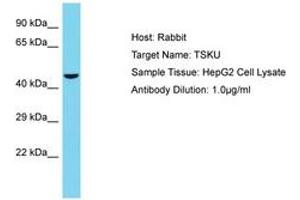 Image no. 1 for anti-Tsukushin (TSKU) (C-Term) antibody (ABIN6750593) (TSKU anticorps  (C-Term))