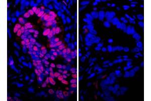 Immunofluorescence (IF) image for Goat anti-Rabbit IgG (Heavy & Light Chain) antibody (DyLight 594) - Preadsorbed (ABIN7446556)