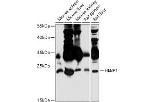 Western blot analysis of extracts of various cell lines, using HEBP1 antibody (ABIN7267603) at 1:1000 dilution. (HEBP1 anticorps  (AA 1-171))