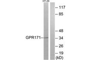Western blot analysis of extracts from HT-29 cells, using GPR171 Antibody. (GPR171 anticorps  (AA 181-230))