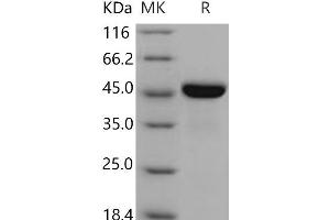 Western Blotting (WB) image for Low Density Lipoprotein Receptor-Related Protein Associated Protein 1 (LRPAP1) (Active) protein (His tag) (ABIN7320332)
