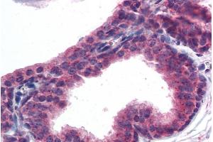 ABIN185314 (5µg/ml) staining of paraffin embedded Human Prostate.