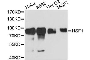 Western blot analysis of extracts of various cell lines, using HSF1 antibody. (HSF1 anticorps)