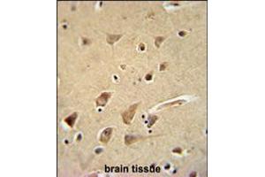 GPC5 Antibody immunohistochemistry analysis in formalin fixed and paraffin embedded human brain tissue followed by peroxidase conjugation of the secondary antibody and DAB staining. (GPC5 anticorps  (N-Term))