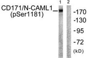 Western blot analysis of extracts from K562 cells, using CD171/N-CAML1 (Phospho-Ser1181) Antibody. (L1CAM anticorps  (pSer1181))