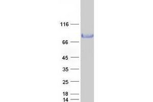 Validation with Western Blot (PVRL1 Protein (Transcript Variant 1) (Myc-DYKDDDDK Tag))
