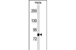 SP1 Antibody (Center) (ABIN1538452 and ABIN2849636) western blot analysis in Hela cell line lysates (35 μg/lane). (MASP1 anticorps  (AA 481-507))