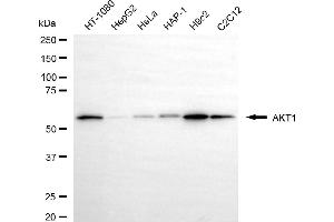 Western blotting analysis using AKT1 antibody (ABIN7800779).