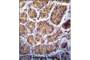 immunohistochemistry analysis in formalin fixed and paraffin embedded human stomach tissue followed by peroxidase conjugation of the secondary antibody and DAB staining. (TMPRSS15 anticorps  (C-Term))
