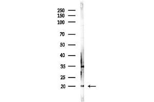 anti-Interleukin 21 (IL21) (Internal Region) antibody