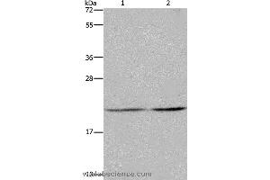 Western blot analysis of A549 and Hela cell, using ASF1A Polyclonal Antibody at dilution of 1:1200 (ASF1A anticorps)