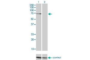 Western blot analysis of PRKCZ over-expressed 293 cell line, cotransfected with PRKCZ Validated Chimera RNAi (Lane 2) or non-transfected control (Lane 1). (PKC zeta anticorps  (AA 165-255))