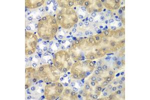 Immunohistochemistry of paraffin-embedded mouse kidney using AMY1A antibody. (AMY1A anticorps)