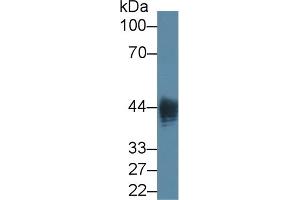 anti-Lipopolysaccharides (LPS) antibody
