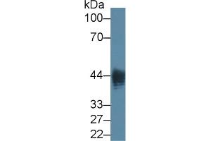 Detection of LPS in Native Lipopolysaccharides using Monoclonal Antibody to Lipopolysaccharide (LPS) (Lipopolysaccharides (LPS) anticorps)