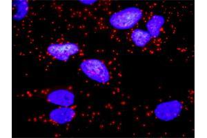 Proximity Ligation Analysis of protein-protein interactions between CD247 and CD3E. (CD247 anticorps  (AA 1-164))